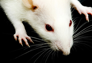 Image showing White Rat