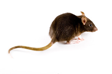 Image showing Brown Rat