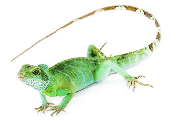 Image showing Physignathus cocincinus 