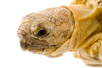 Image showing Geochelone Pardalis