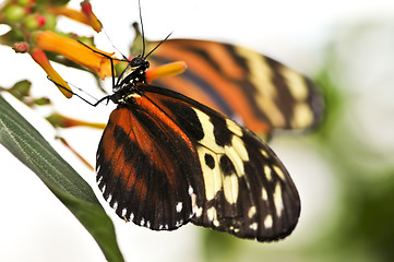 Image showing Large tiger butterfly