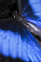 Image showing Blue Morpho butterfly closeup