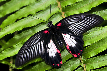 Image showing Common swallowtail butterfly