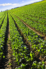Image showing Rows of turnip plants in a field