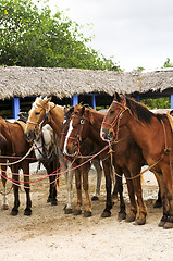 Image showing Horses gathered at beach