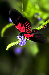 Image showing Red heliconius dora butterfly