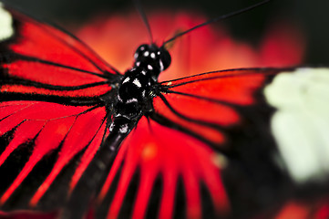 Image showing Red heliconius dora butterfly