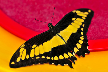 Image showing Giant swallowtail butterfly