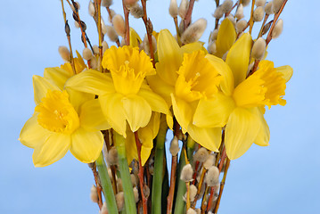 Image showing Daffodils on Blue