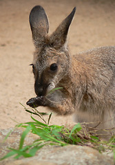 Image showing Joey