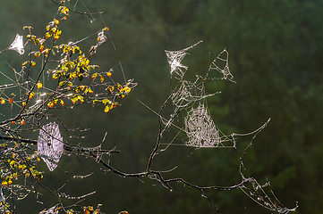 Image showing In the early morning mist, intricate spider webs glisten on bran