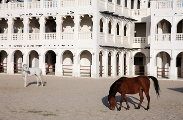 Image showing Arab horses horizontal