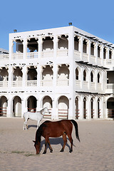 Image showing Horses in doha