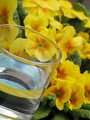 Image showing Glass of water and primrose - detail