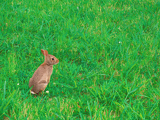 Image showing Wild Jack Rabbit Bunny