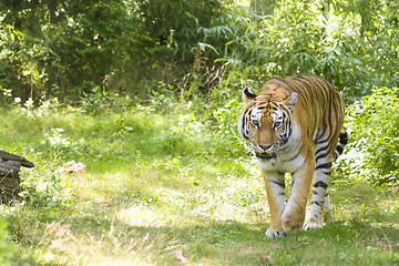 Image showing Bengal Tiger