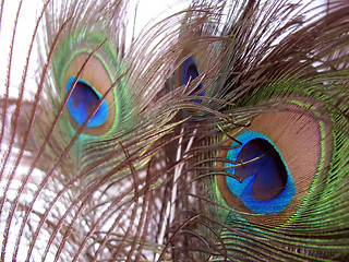 Image showing peacock feathers
