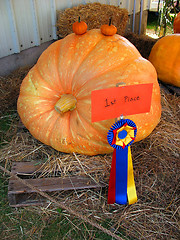 Image showing gigantic pumpkin