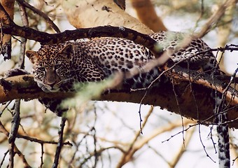 Image showing Leopard lying in three.