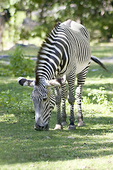 Image showing Zebra