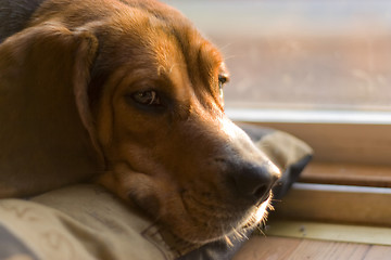 Image showing sleepy beagle