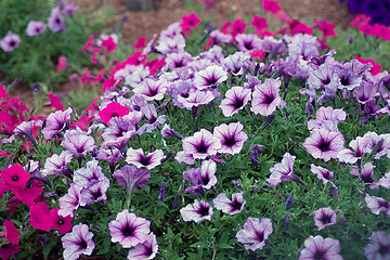 Image showing Petunia Flowers