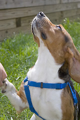 Image showing Beagle Giving His Paw