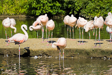 Image showing Flamingo Birds