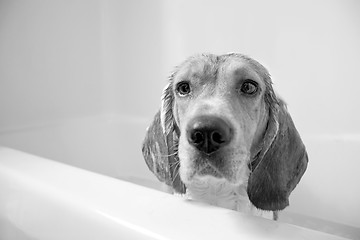 Image showing Beagle Bath Time