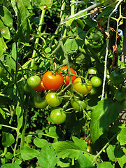 Image showing fresh tomatoes 