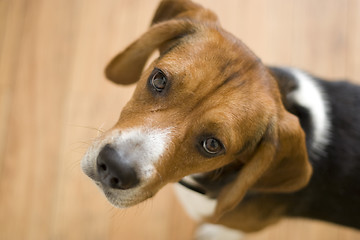 Image showing Cute Beagle Dog