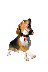 Image showing Begging Beagle