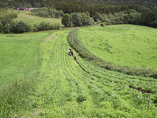 Image showing Harvest