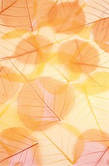 Image showing Dry colored leaves - background