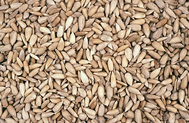 Image showing sunflower seeds - background
