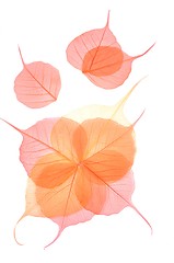 Image showing Dry colored leaves over white background