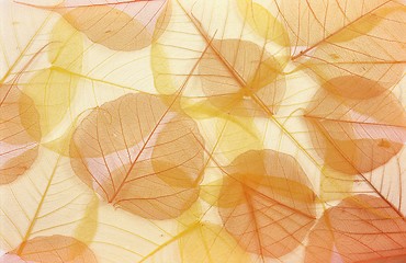 Image showing Dry colored leaves - background