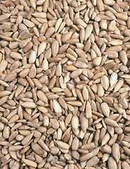 Image showing sunflower seeds - background