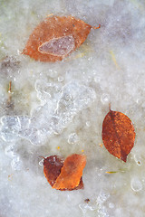 Image showing frozen leaf