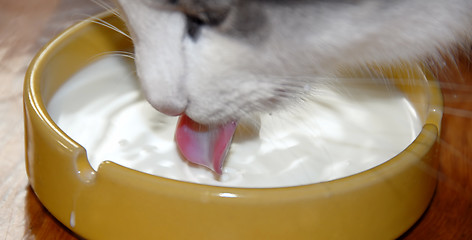 Image showing Cat drinking milk