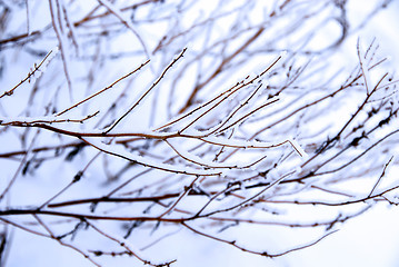 Image showing Winter branch