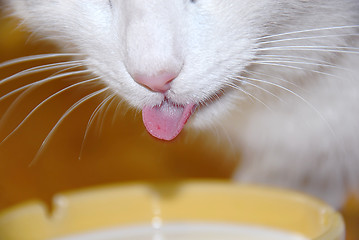 Image showing Cat drinking milk