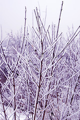 Image showing Winter branch