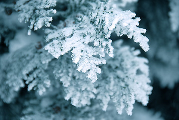 Image showing Winter branch