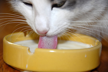 Image showing Cat drinking milk