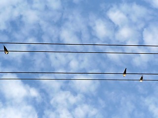 Image showing Birds on wires