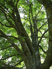 Image showing Tree