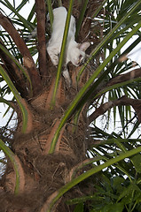 Image showing Stuck up a tree