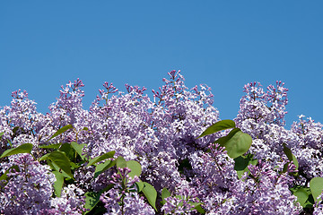 Image showing Blooming lilacs on blue sky background