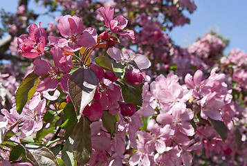 Image showing Trees blooming in a spring orchid